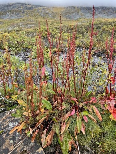 Rumex arcticus (Arctic Dock) — photo