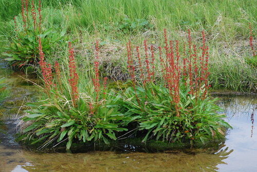 Rumex arcticus (Arctic Dock) — photo