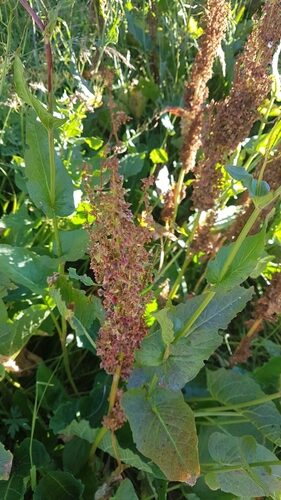 Rumex arifolius (Maiden Sorrel) — photo