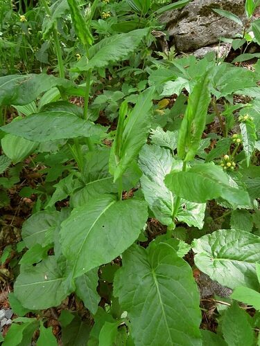 Rumex arifolius (Maiden Sorrel) — photo