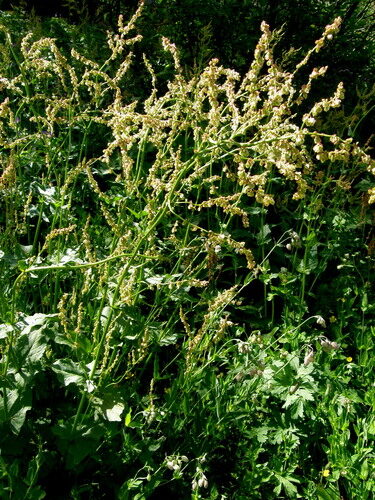 Rumex arifolius