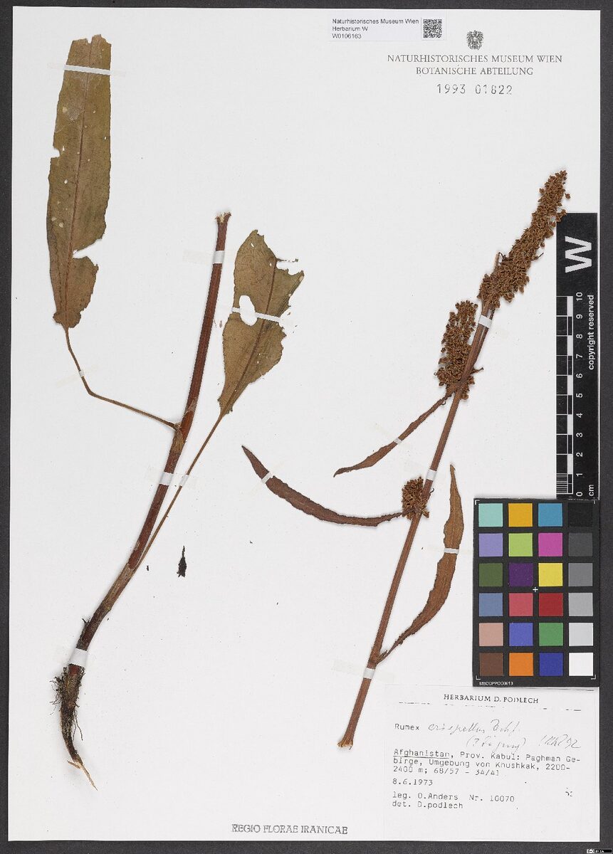 Rumex crispellus
