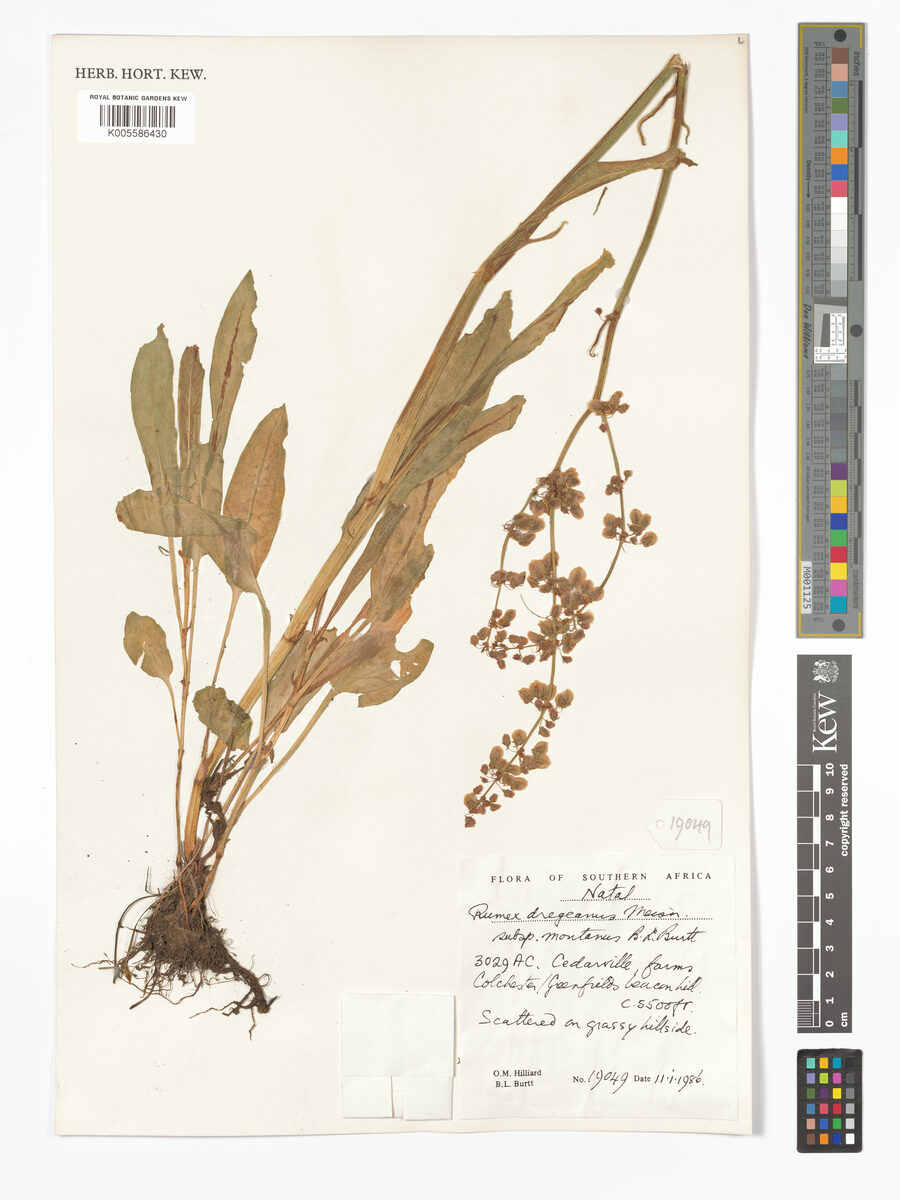 Rumex dregeanus subsp. montanus — photo