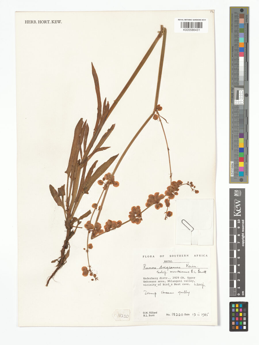 Rumex dregeanus subsp. montanus — photo