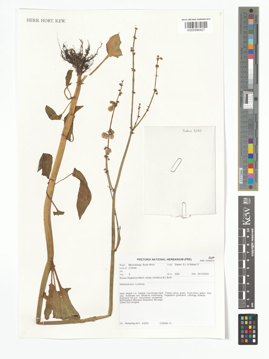Rumex dregeanus subsp. montanus