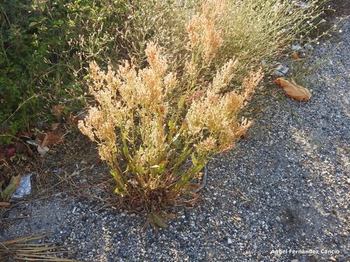 Rumex papillaris (Acedera) — photo