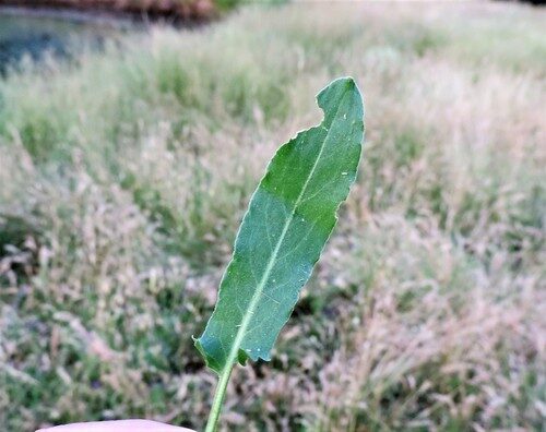 Rumex papillaris (Acedera) — photo
