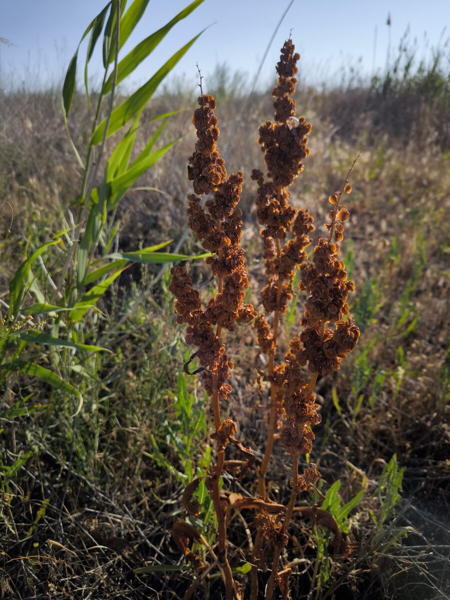 Rumex patientia subsp. orientalis (Patience dock) — photo