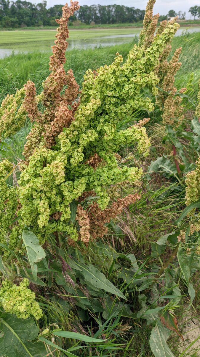 Rumex patientia subsp. orientalis (Patience dock) — photo