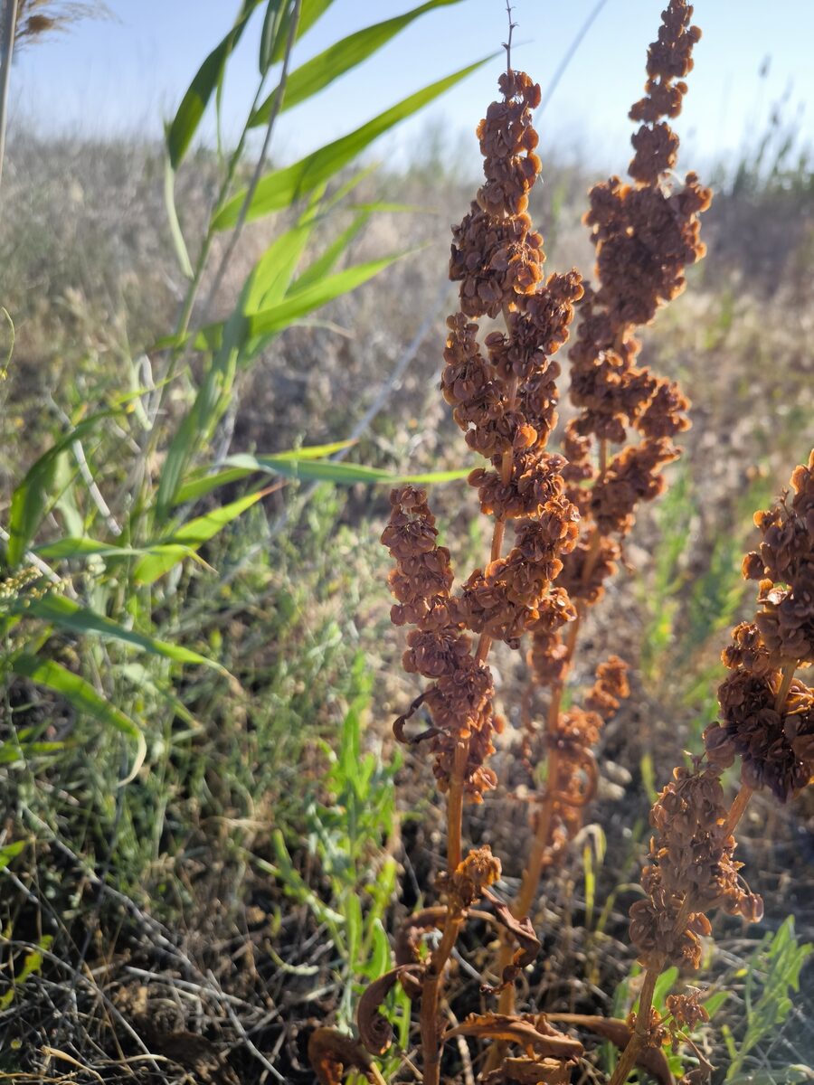 Rumex patientia subsp. orientalis