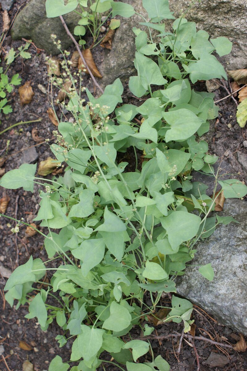 Rumex scutatus (French sorrel) — photo