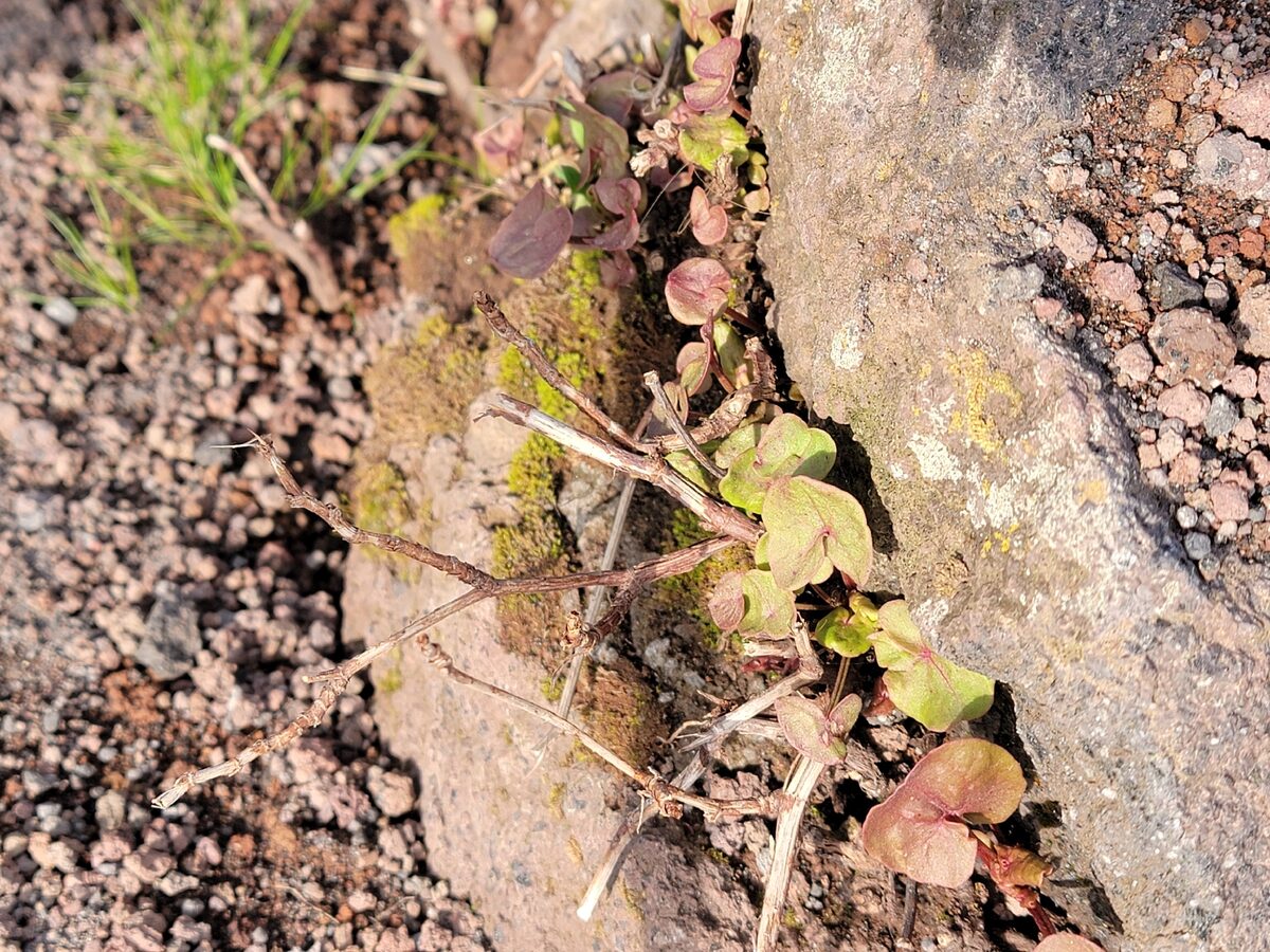 Rumex scutatus (French sorrel) — photo
