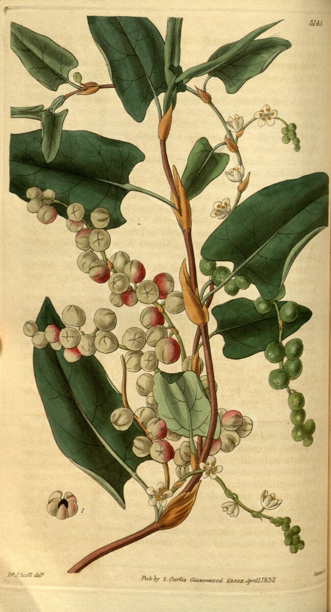 Rumex scutatus