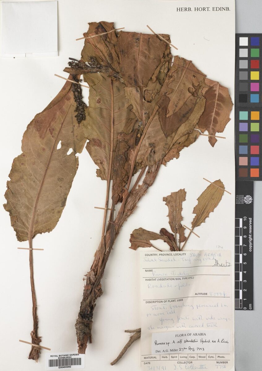 Rumex steudelii — photo
