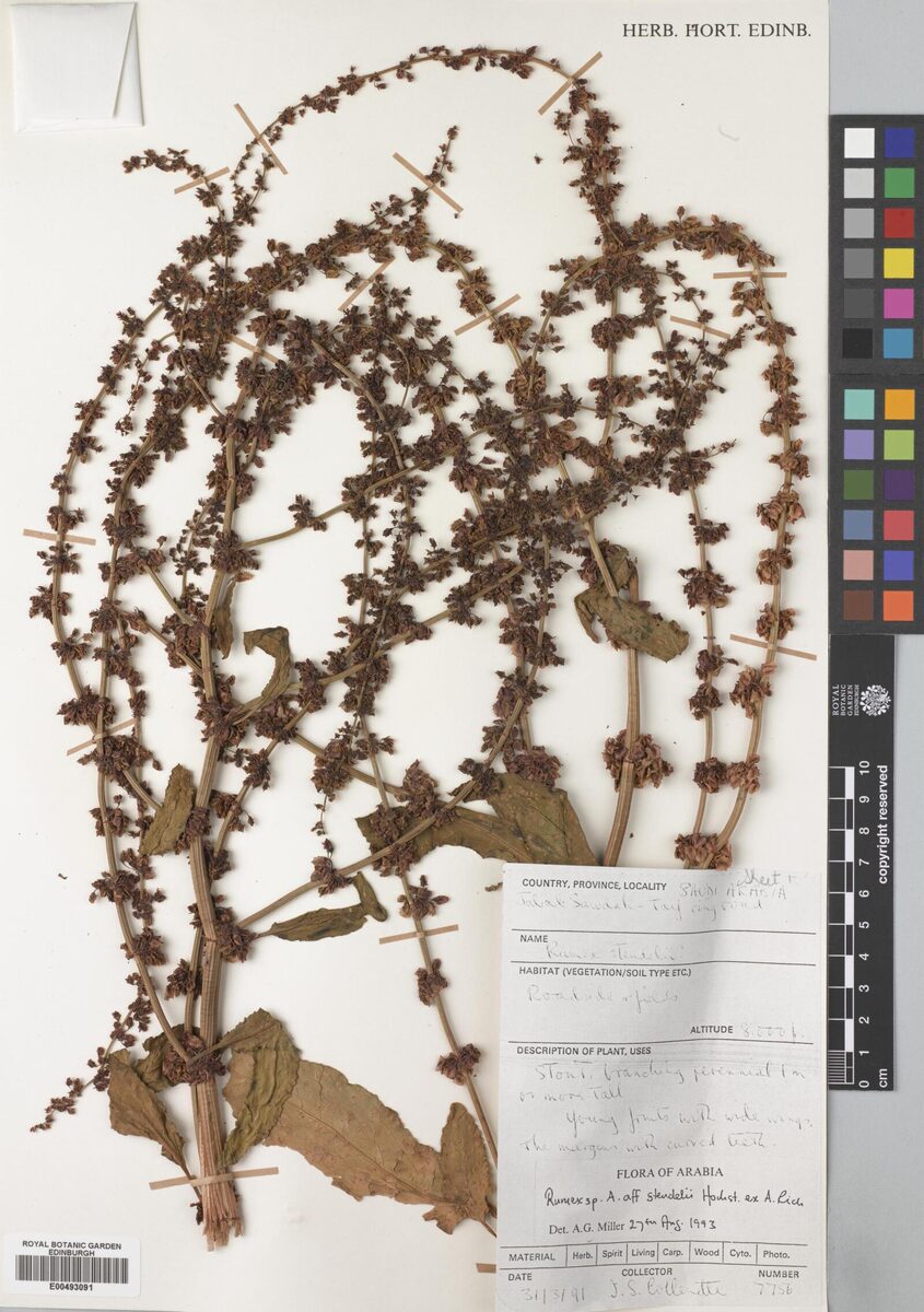 Rumex steudelii — photo