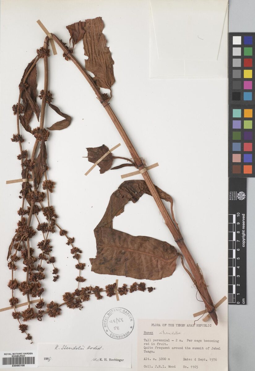 Rumex steudelii