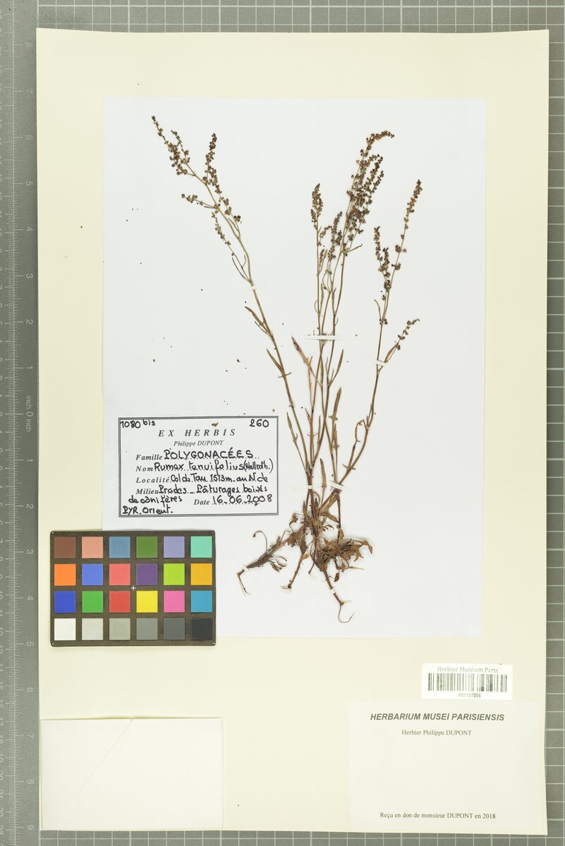 Rumex tenuifolius - (Waller.)A.Löve. (Common sheep sorrel) — photo