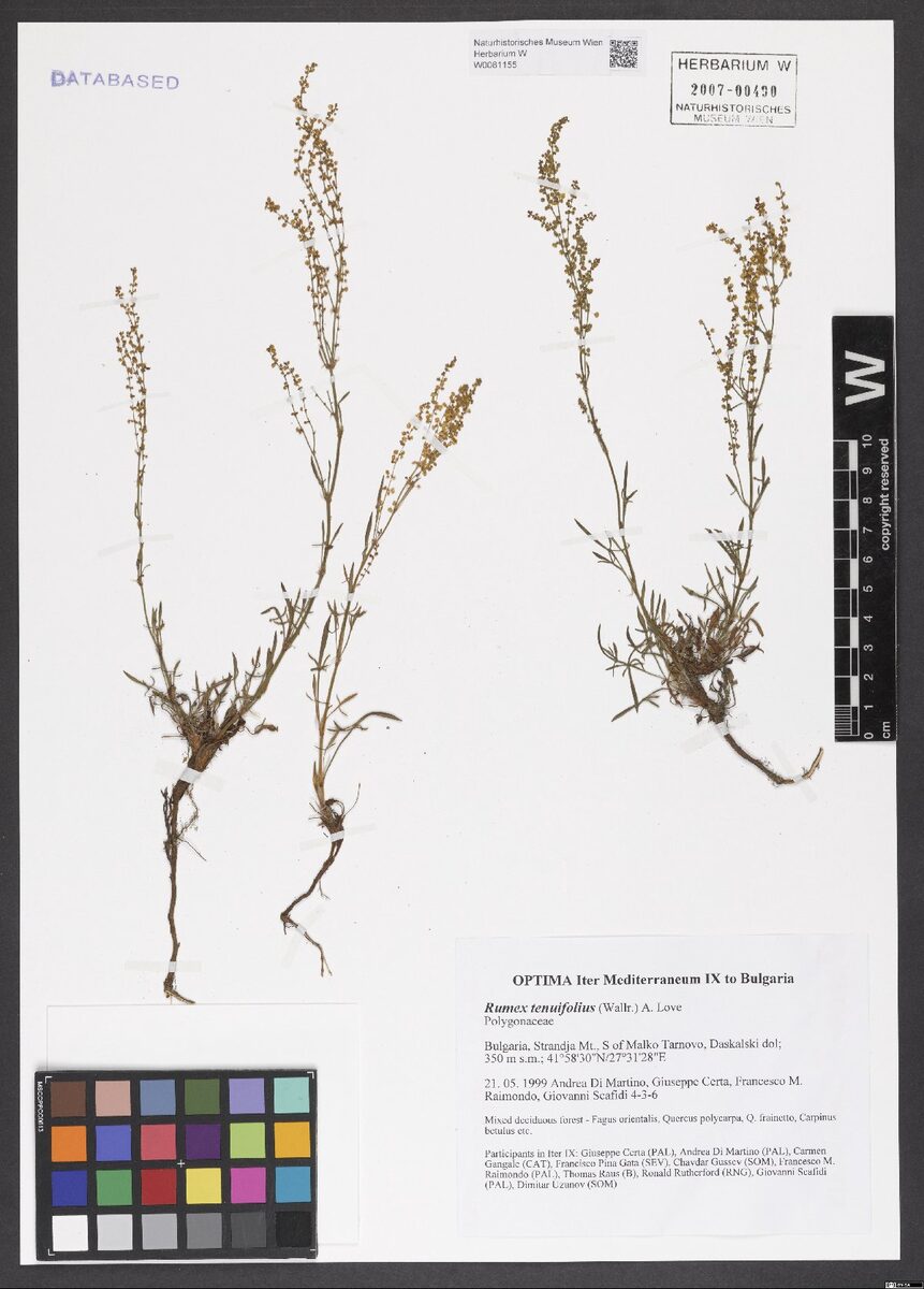 Rumex tenuifolius - (Waller.)A.Löve. (Common sheep sorrel) — photo