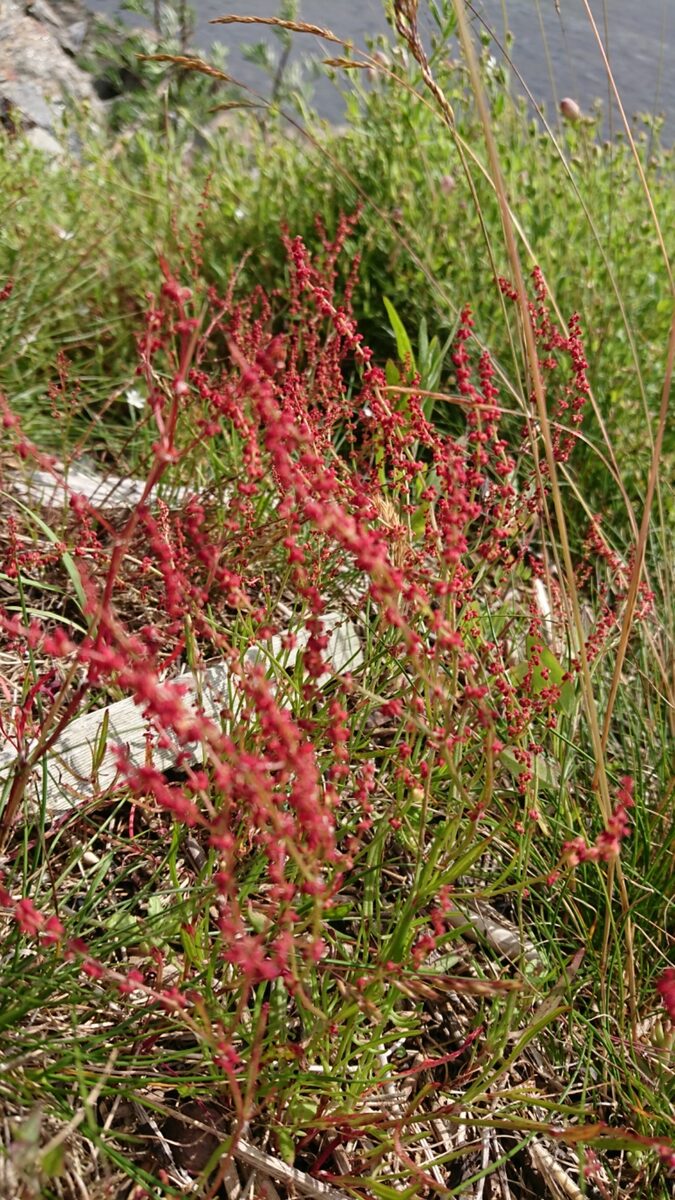Rumex tenuifolius - (Waller.)A.Löve.
