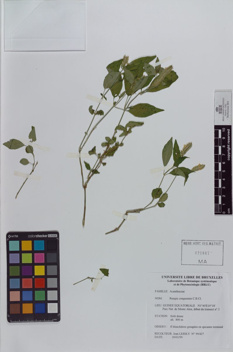 Rungia congoensis — photo