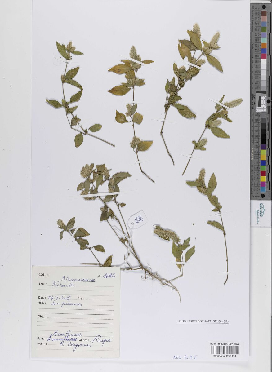 Rungia congoensis