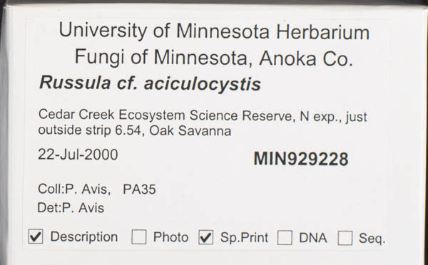 Russula aciculocystis — photo