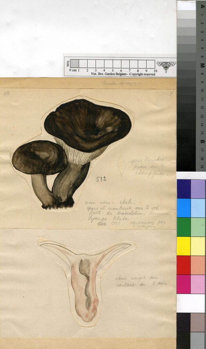 Russula afronigricans