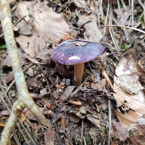 Russula amoena