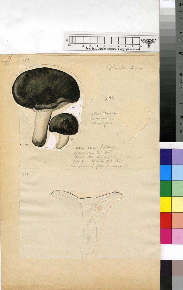 Russula atrovirens