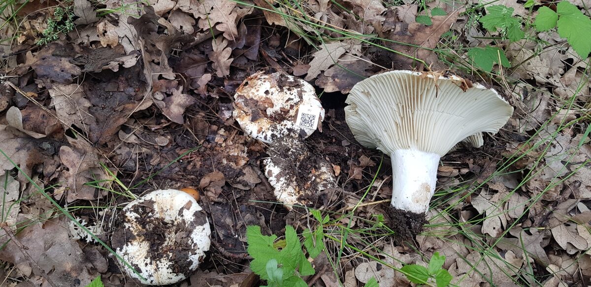 Russula cf. delica (mushroom) — photo