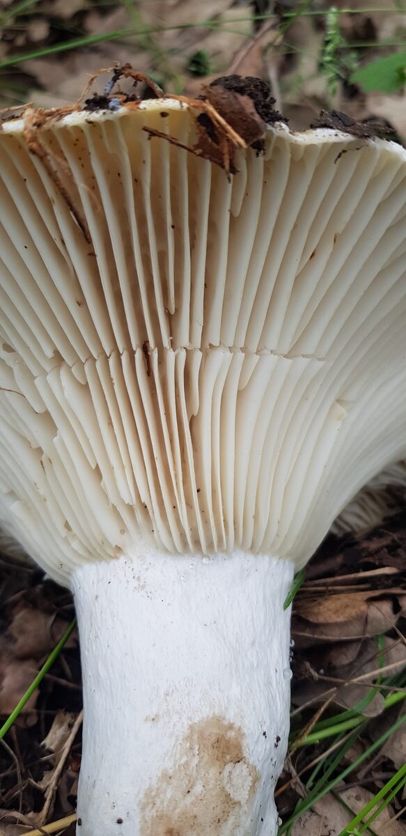 Russula cf. delica (mushroom) — photo