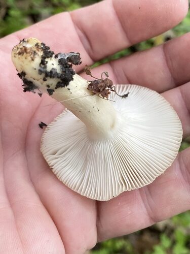 Russula pectinatoides — photo