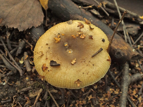 Russula pectinatoides — photo