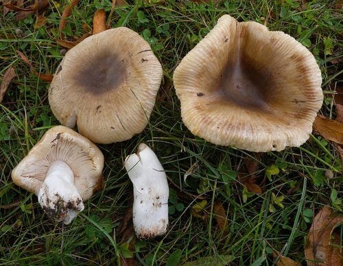 Russula pectinatoides