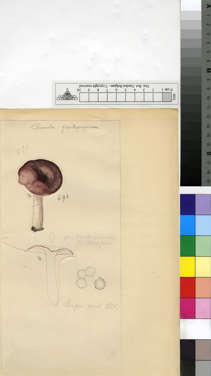 Russula pseudopurpurea