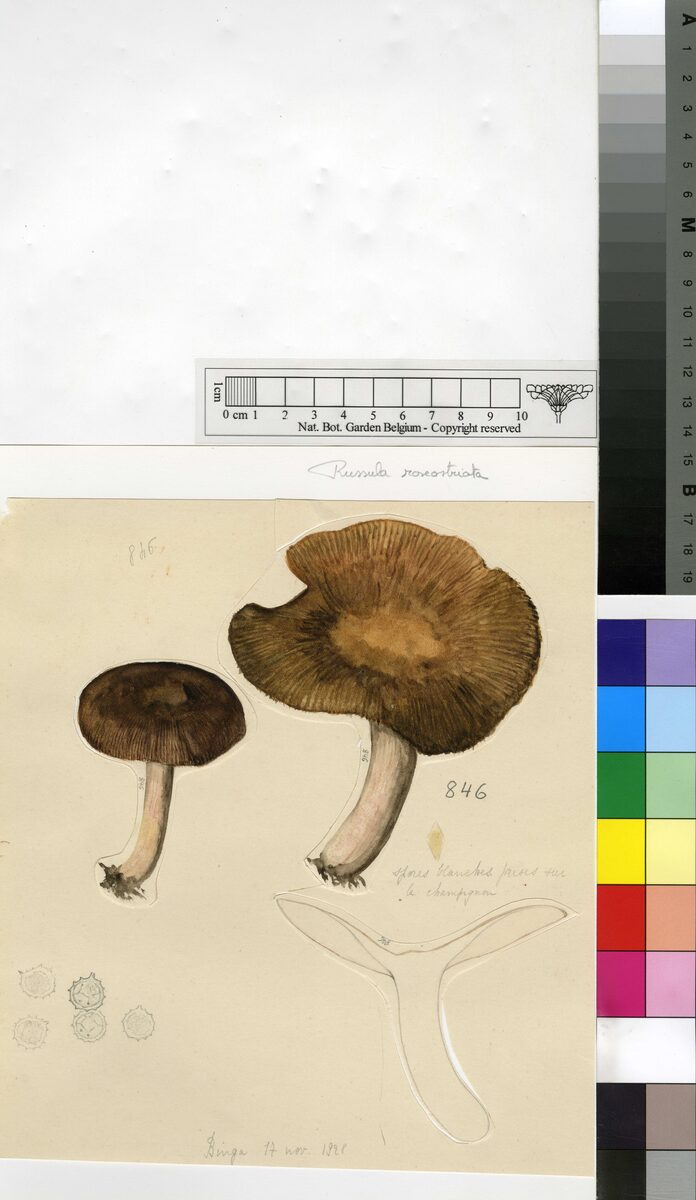 Russula roseostriata