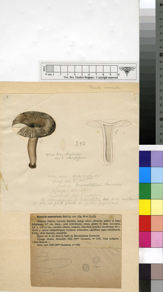Russula sesemoindu — photo