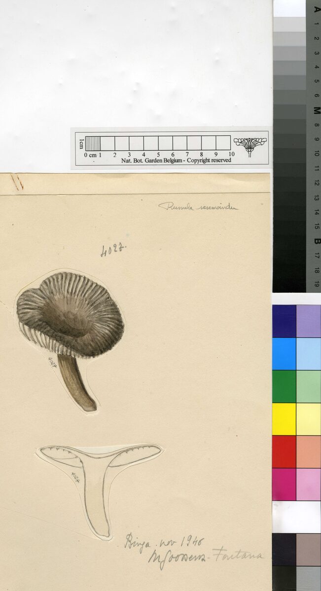 Russula sesemoindu