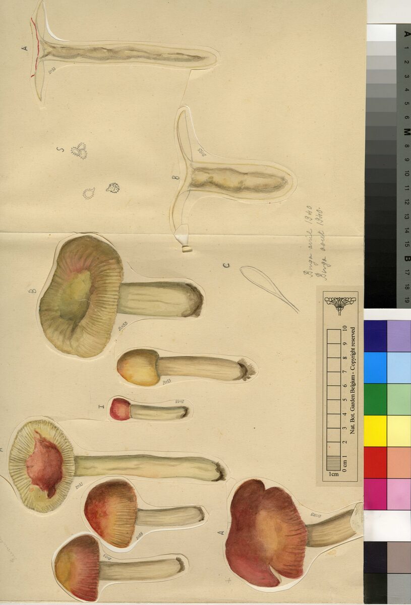 Russula sesenagula — photo