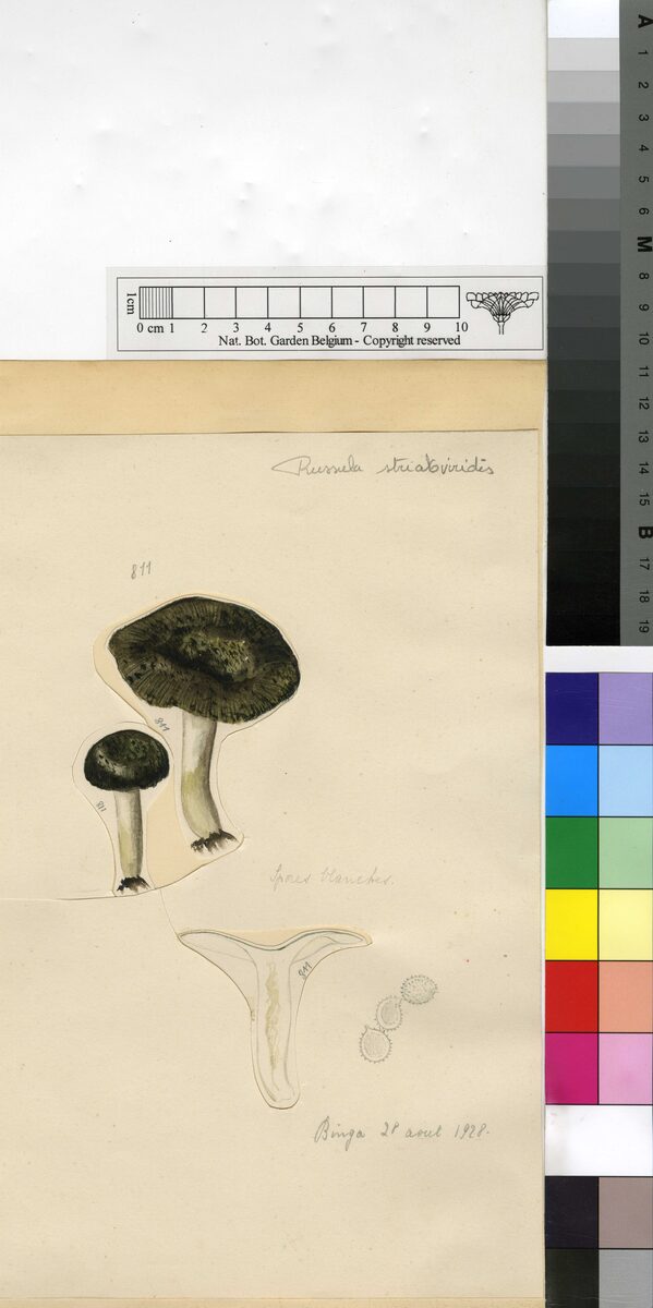 Russula striatoviridis