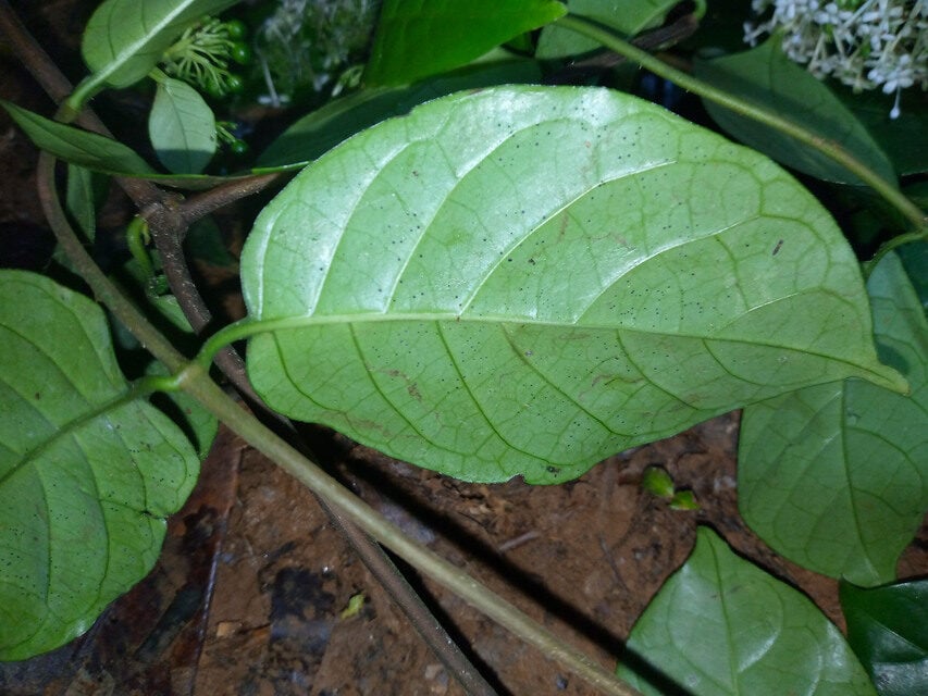 Rutidea glabra — photo
