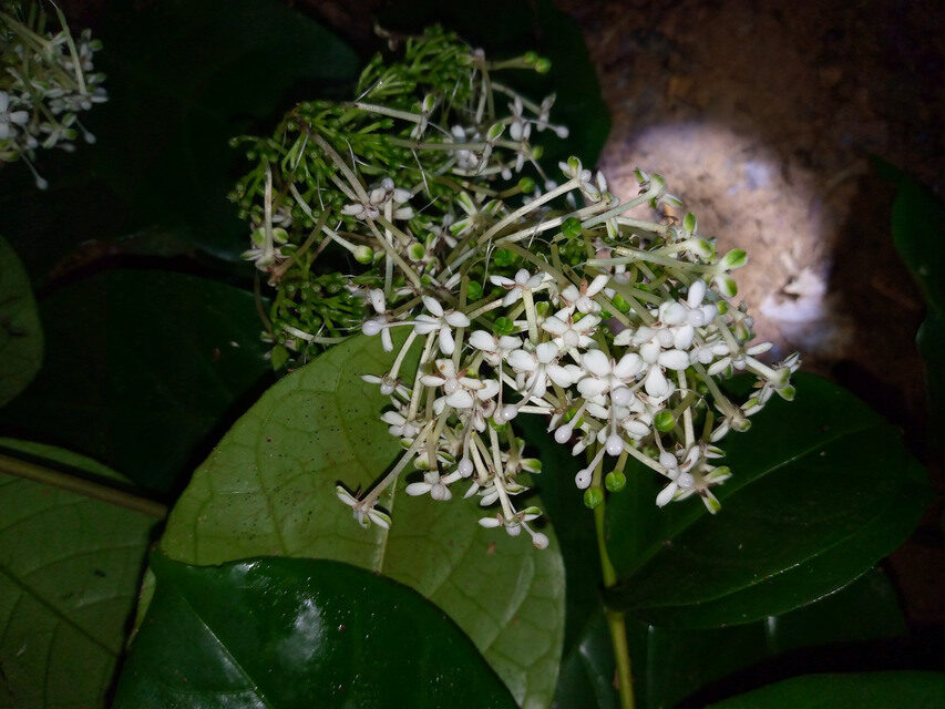 Rutidea glabra — photo