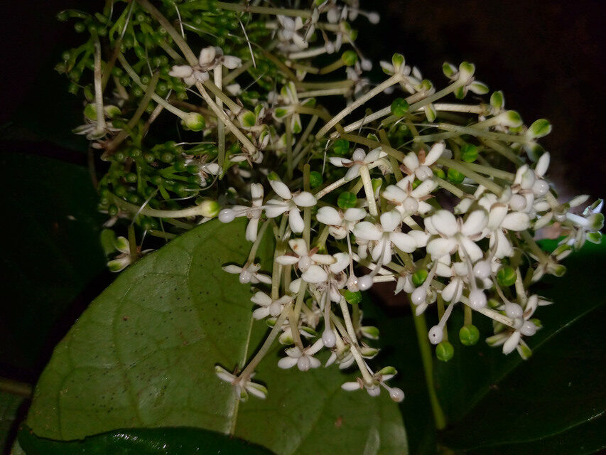 Rutidea glabra