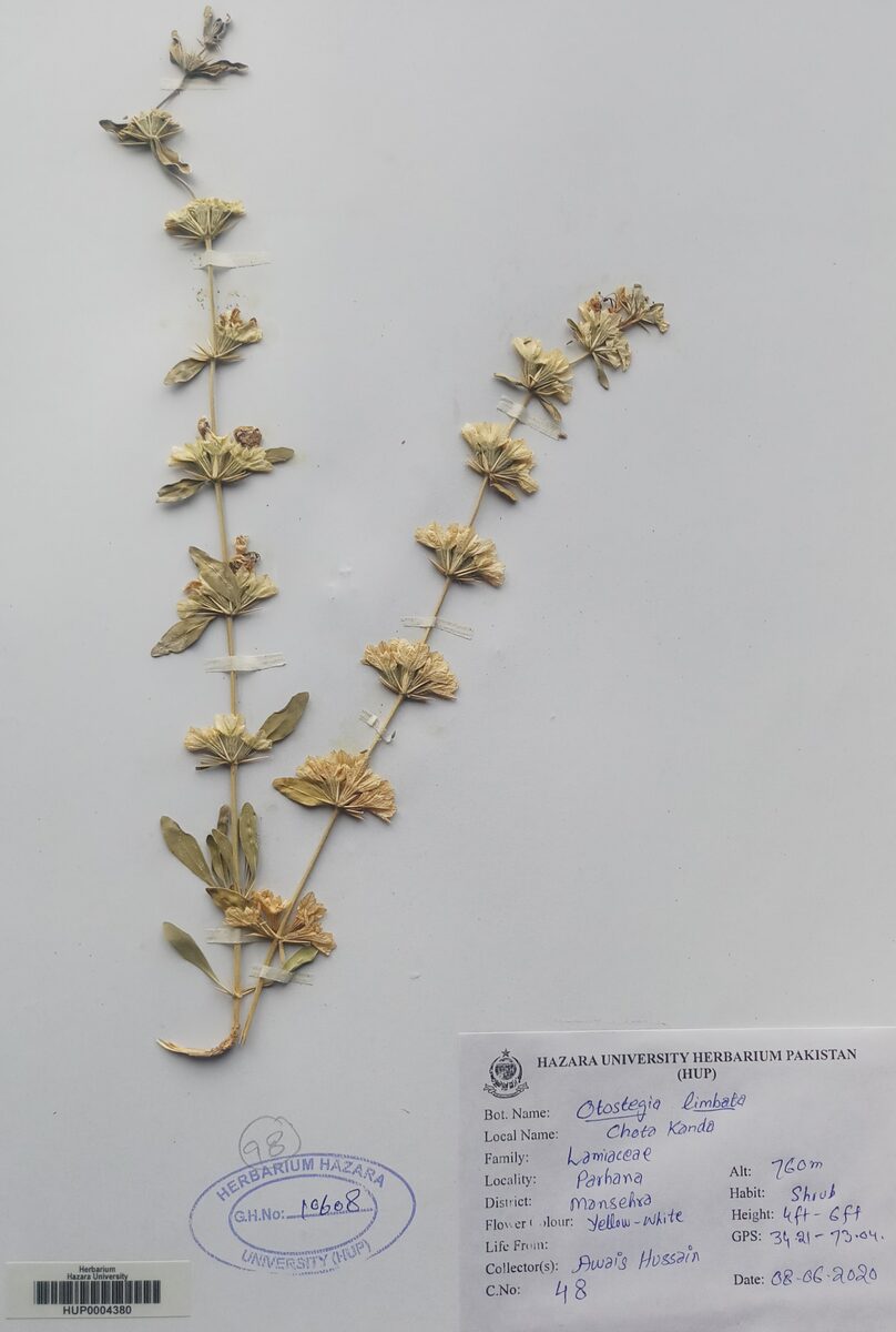 Rydingia limbata — photo