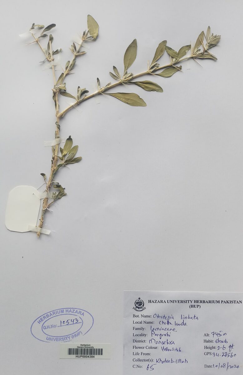 Rydingia limbata — photo