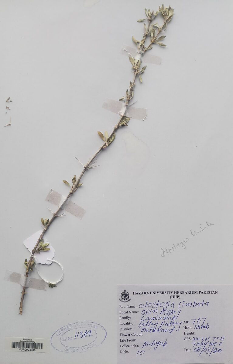 Rydingia limbata