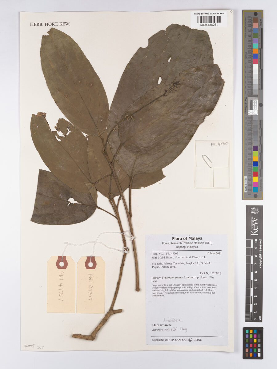 Ryparosa hullettii (Kepayang bangai tree) — photo