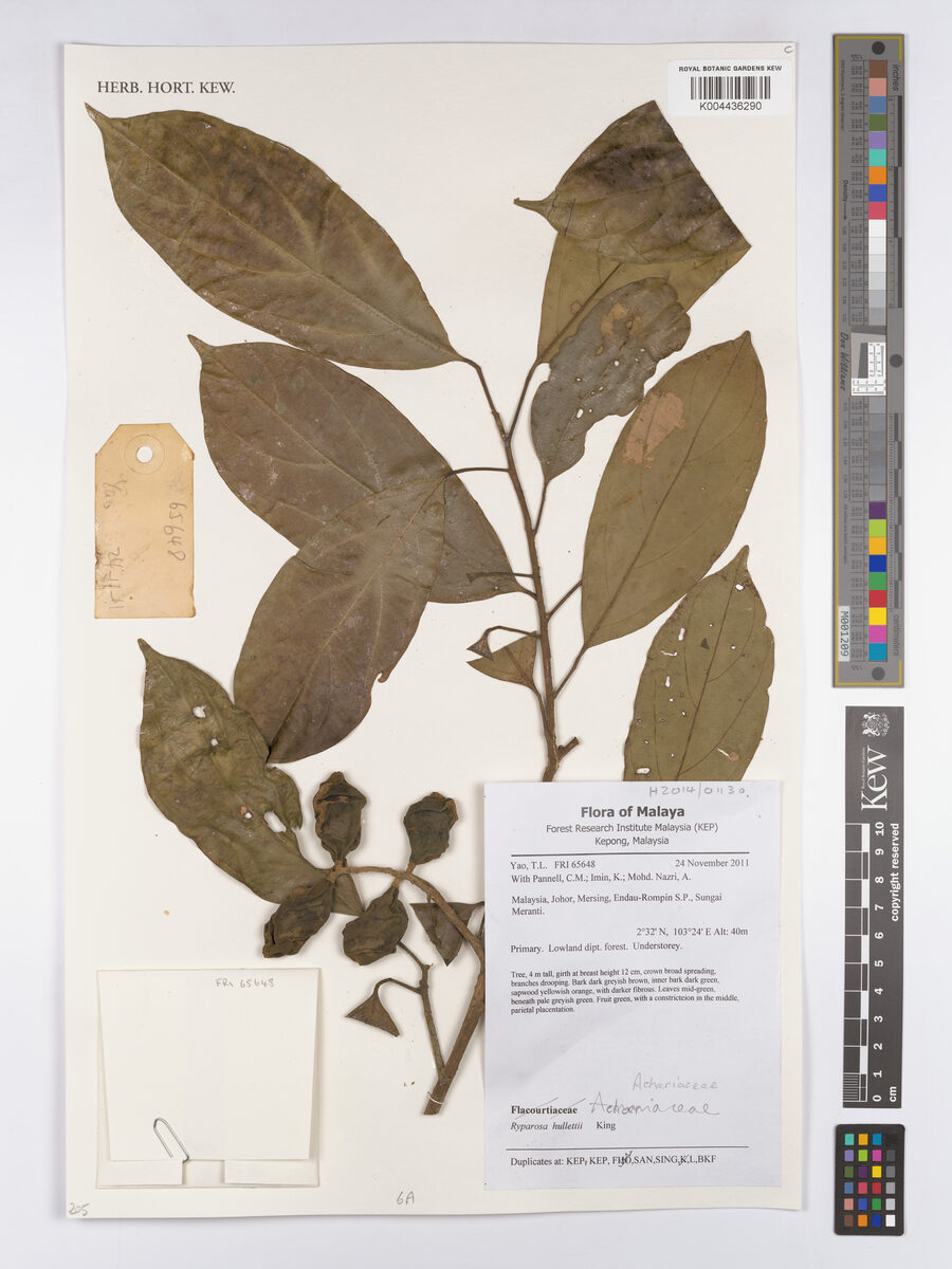 Ryparosa hullettii (Kepayang bangai tree) — photo