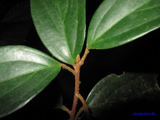 Ryparosa kostermansii — photo