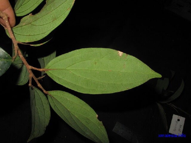 Ryparosa kostermansii — photo